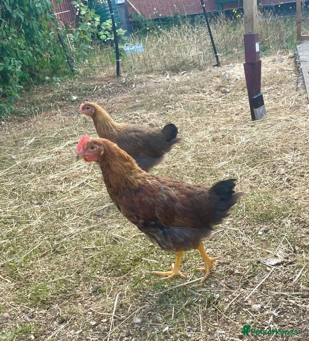 Chickens poultry for sale: Welsummer boy - Advert 1