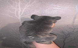 French Bulldog dogs for sale: French bulldog pups  - Image 17