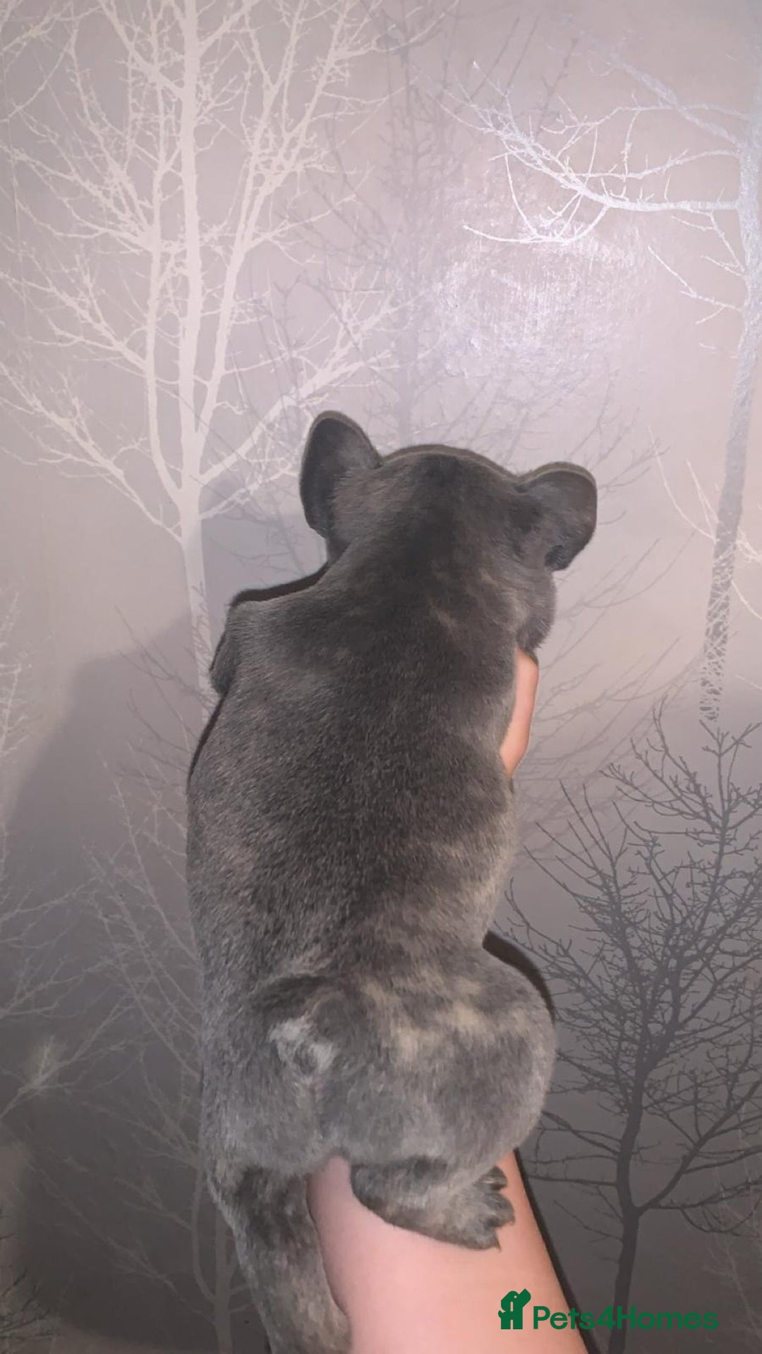 French Bulldog dogs for sale: French bulldog pups  - Image 17