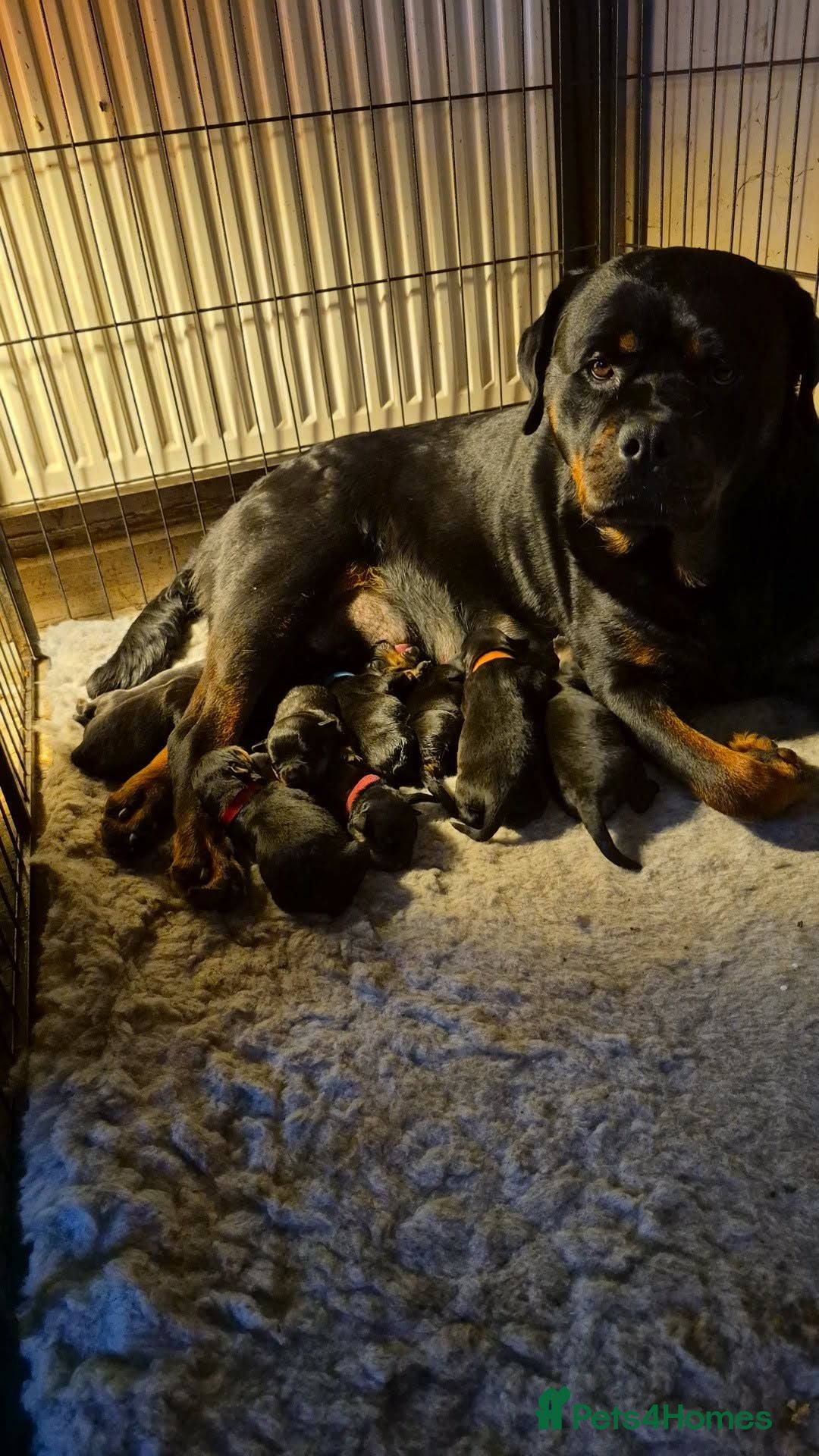 Rottweiler dogs Stunning fully health tested rottweiler pups - Advert 17
