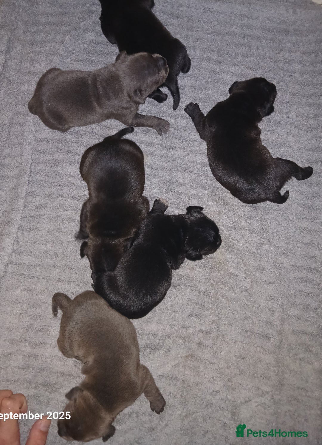 Staffordshire Bull Terrier dogs for sale: Beautiful Staffordshire Bull pups  - Image 7