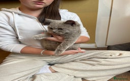 Scottish Fold cats for sale: Beautiful scotish fold straight ear kittens 🐱 ❤️ in Altrincham - Image 36