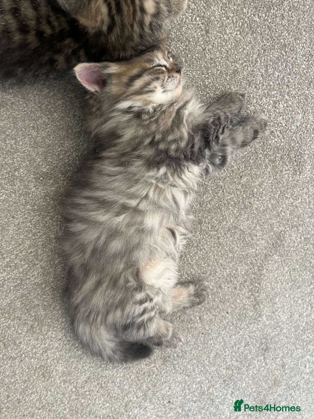 Mixed Breed cats for sale: Adorable Persian-X kittens for sale  - Advert 17