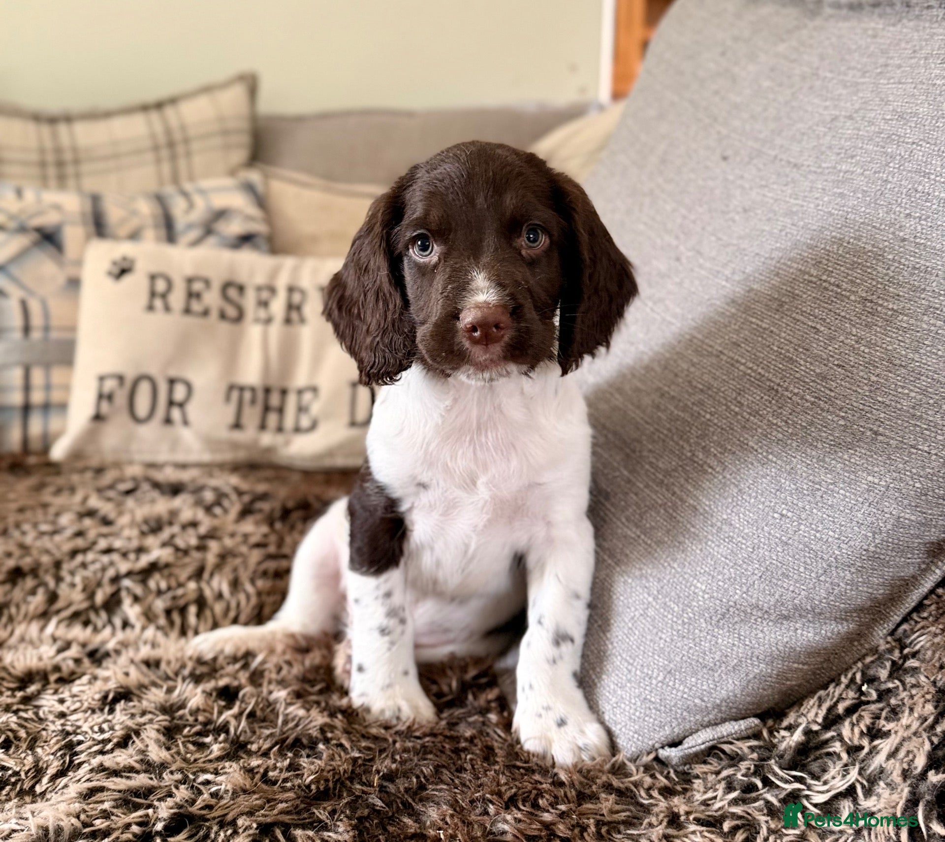 English Springer Spaniel dogs Ready Now, KC, HT, Champion bred Springer Spaniels - Advert 1