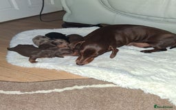 Miniature Dachshund dogs for sale: Kc miniature dachshund puppies - Image 3
