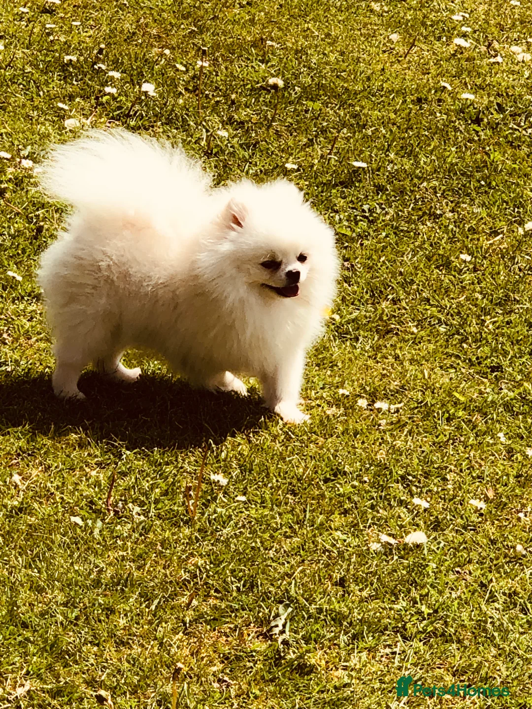 Pomeranian dogs for stud:  🏆 Asian White🏆 Pom TINY - Advert 7