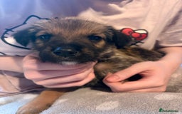 Mixed Breed dogs for sale: German Shepherd cross puppies - Image 15