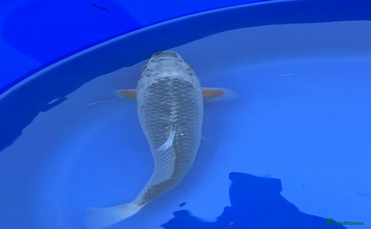 Koi Carp fish - Advert 2