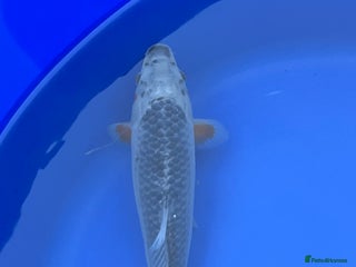 Koi Carp fish - Advert 36