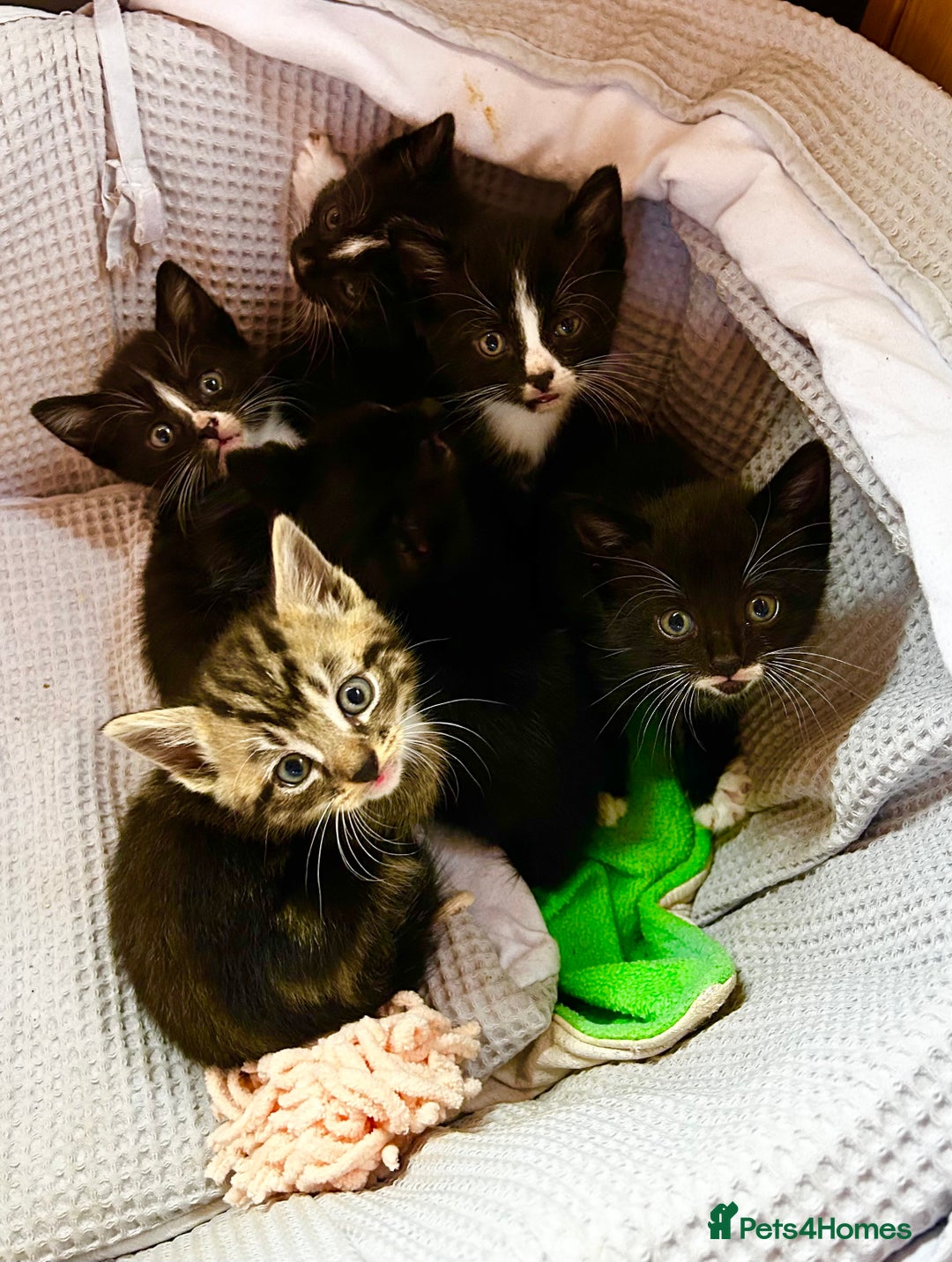 Mixed Breed cats for sale: Kittens for sale - 5 - Mixed breed - Advert 5