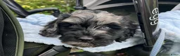 Cockapoo dogs for stud: Exceptional F1 Merle Cockapoo Stud 💙 in Newcastle - Advert 2