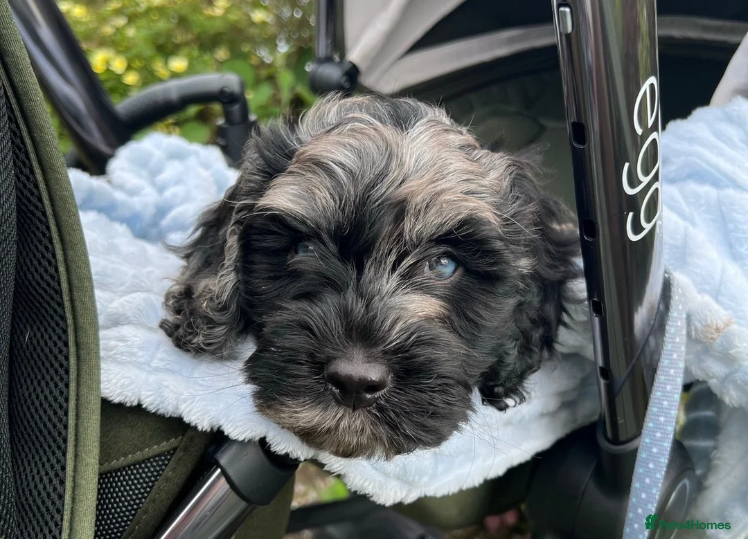 Cockapoo dogs for stud: Exceptional F1 Merle Cockapoo Stud 💙 in Newcastle - Advert 2