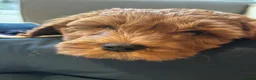 Goldendoodle dogs for sale: WAITING LIST OPEN - AUSSIE DOODLES  - Advert 23