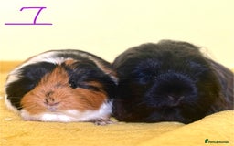 Guinea Pig rodents for sale: Pairs - Image 7
