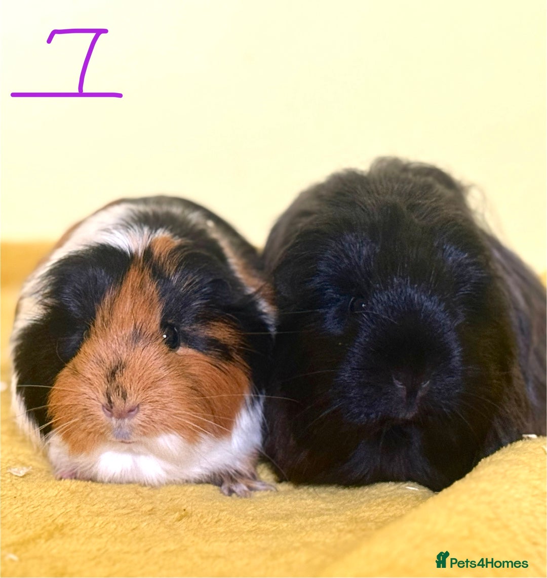 Guinea Pig rodents for sale: Pairs - Image 7