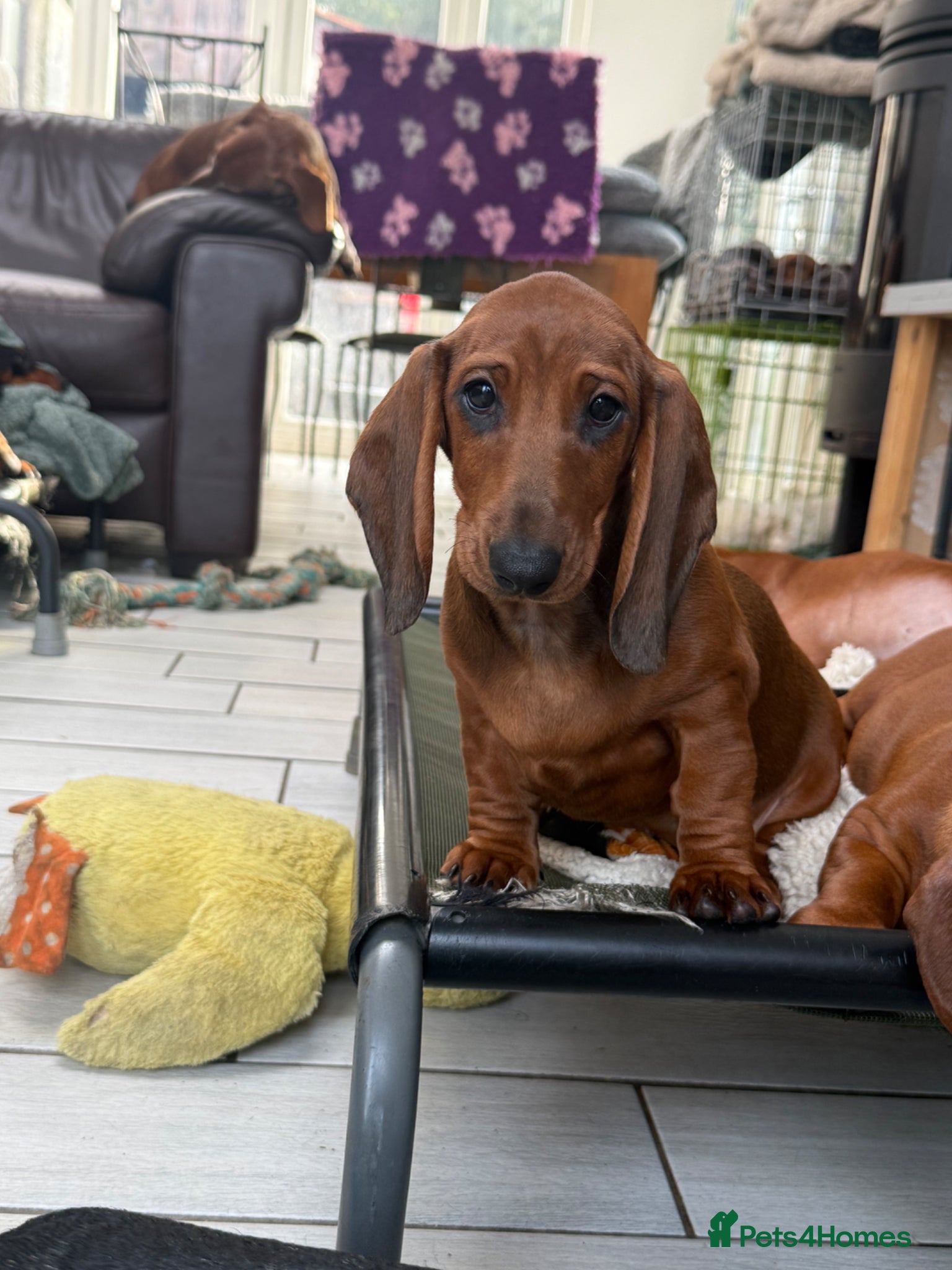 Dachshund dogs Beautiful standard Girl  - Advert 1