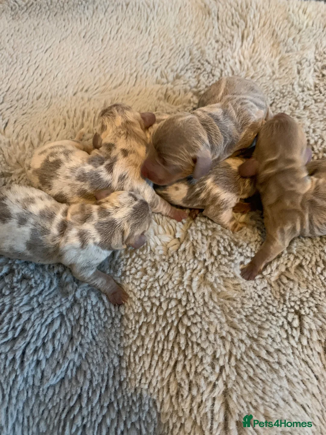 Dachshund dogs for sale: Daschund puppies  - Advert 8