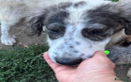 Mixed Breed dogs for adoption: ODIN, a superb young boy - for a Loving Home - Image 4