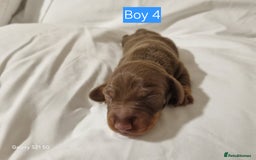 Miniature Dachshund dogs for sale: Miniature Dachshund  - Advert 7