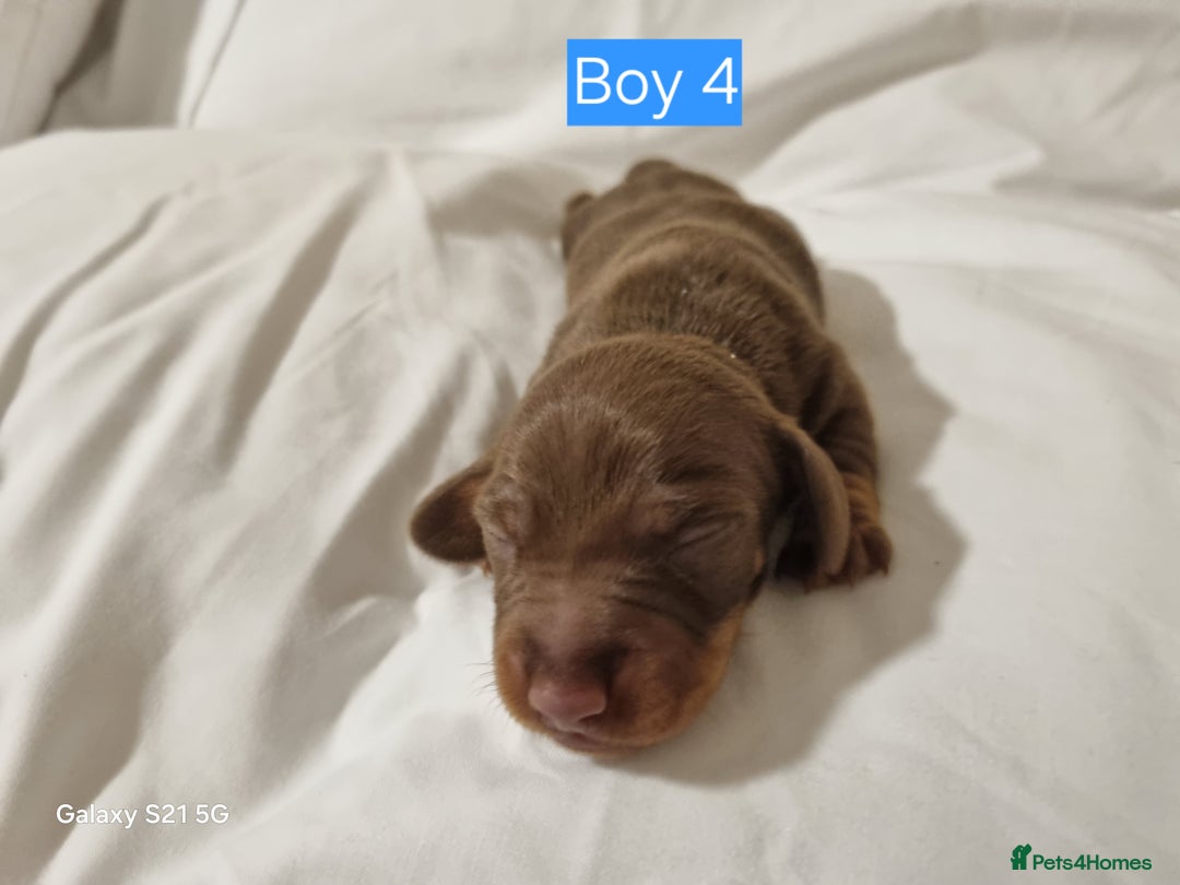 Miniature Dachshund dogs for sale: Miniature Dachshund  - Advert 7