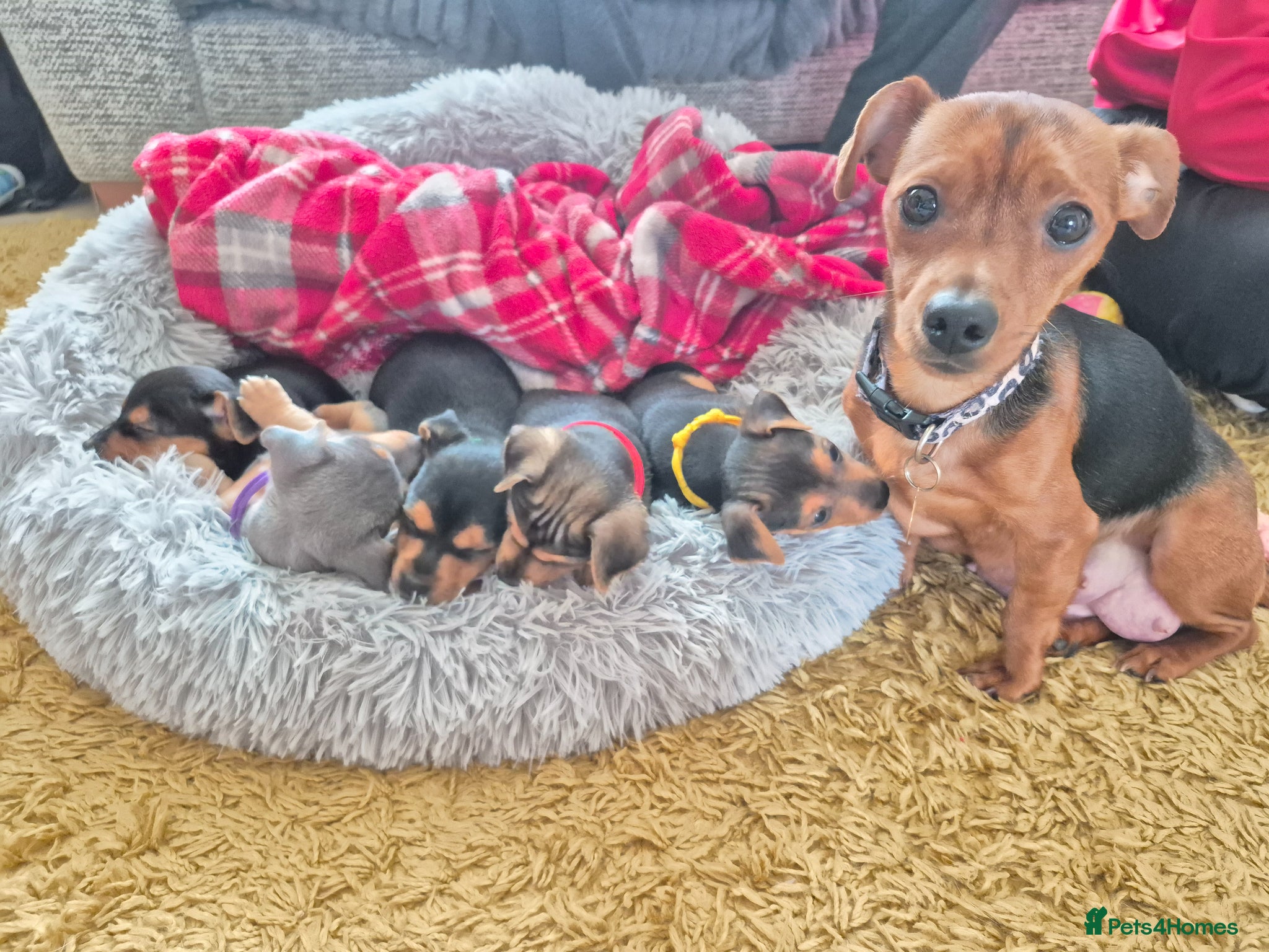 Jack Russell dogs Minature Jack Russell Puppies - Advert 3