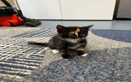 Mixed Breed cats for sale: 2 baby girl kittens for sale  - Image 2