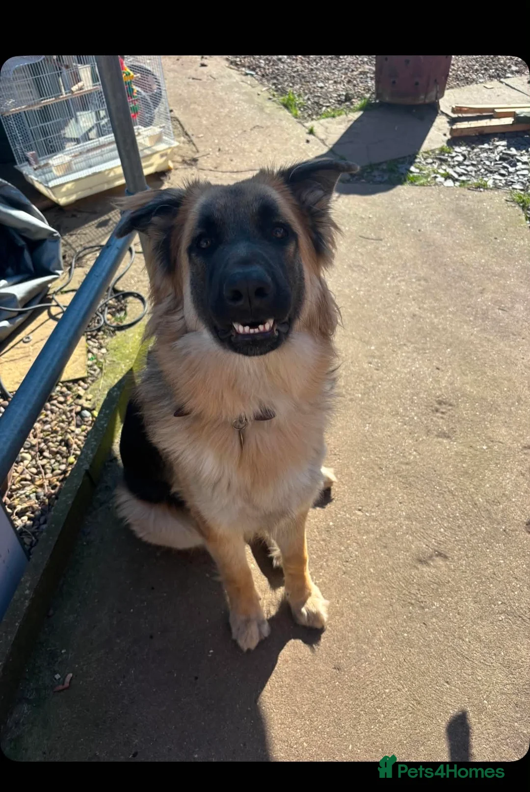 German Shepherd dogs for sale: 10 month old German shepherd  - Advert 2