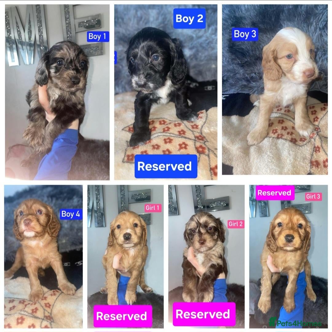 Cockapoo dogs x3 Boys Available - Cockapoo Puppies  - Advert 14