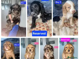 Cockapoo dogs x3 Boys Available - Cockapoo Puppies - Advert 14
