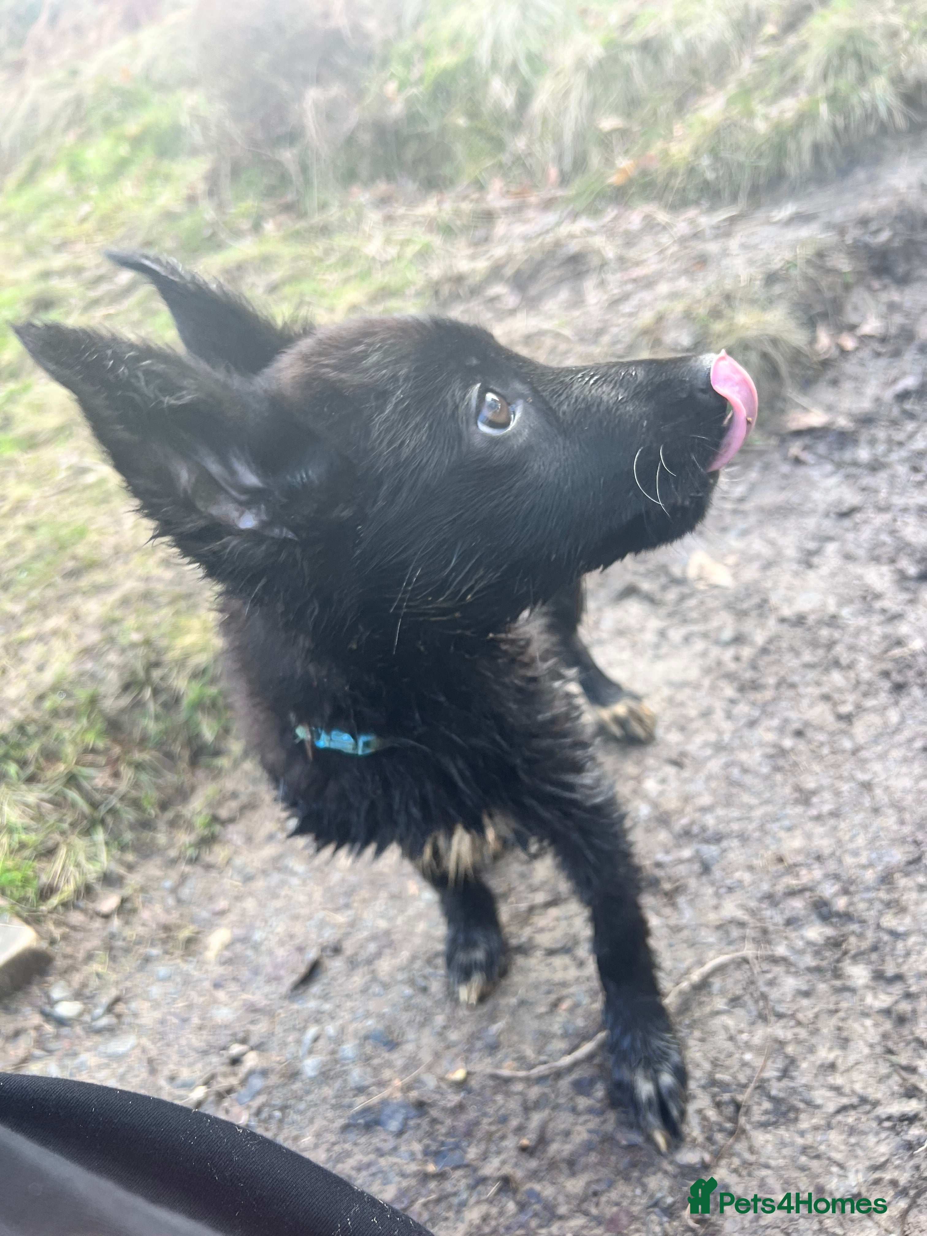 Mixed Breed dogs German shepherd X COLLiE REDUCED!! - Advert 21