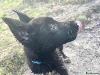 Mixed Breed dogs German shepherd X COLLiE REDUCED!! - Advert 21