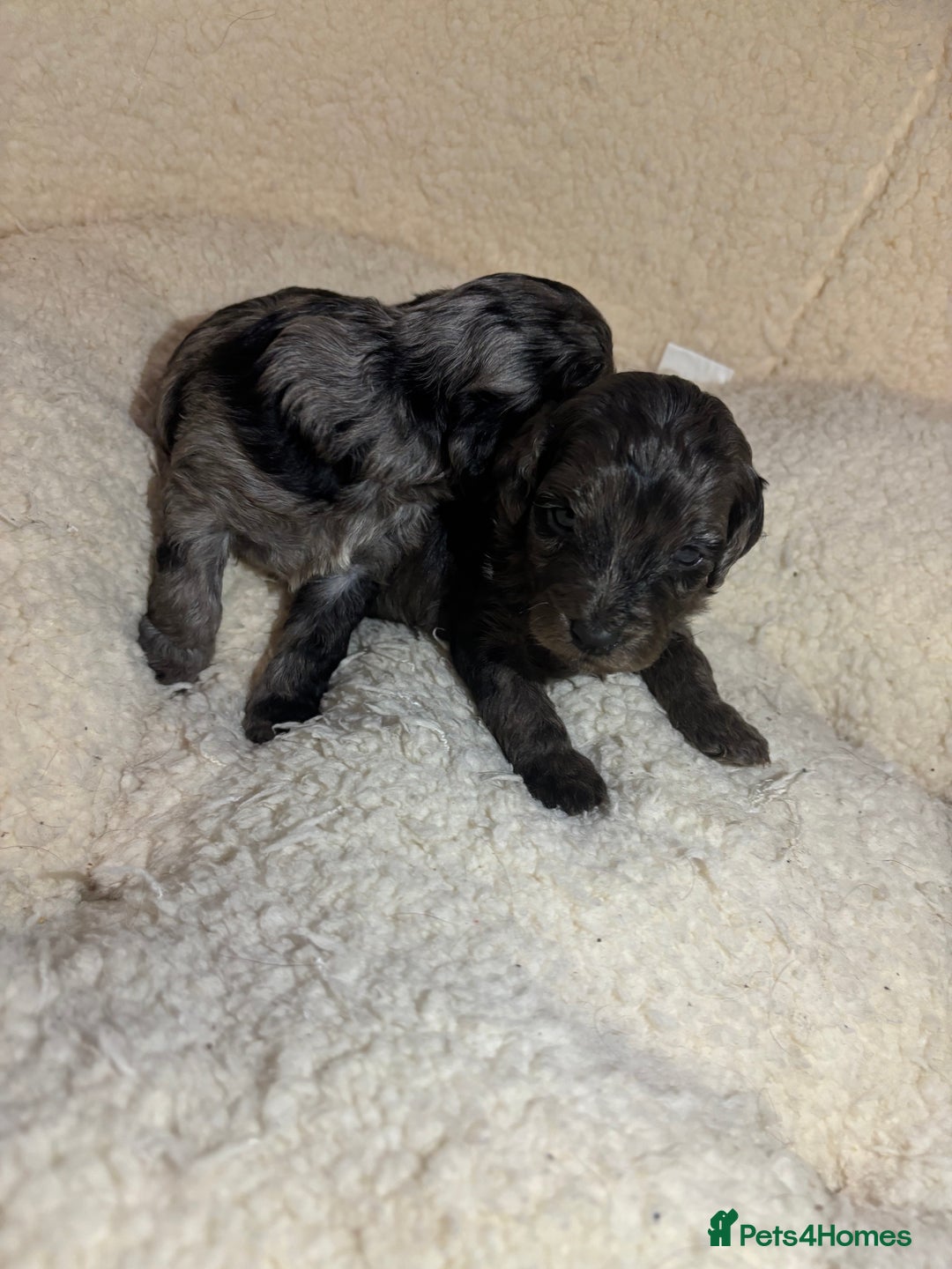 Cockapoo dogs for sale: F1 toy cockapoo’s - Advert 6