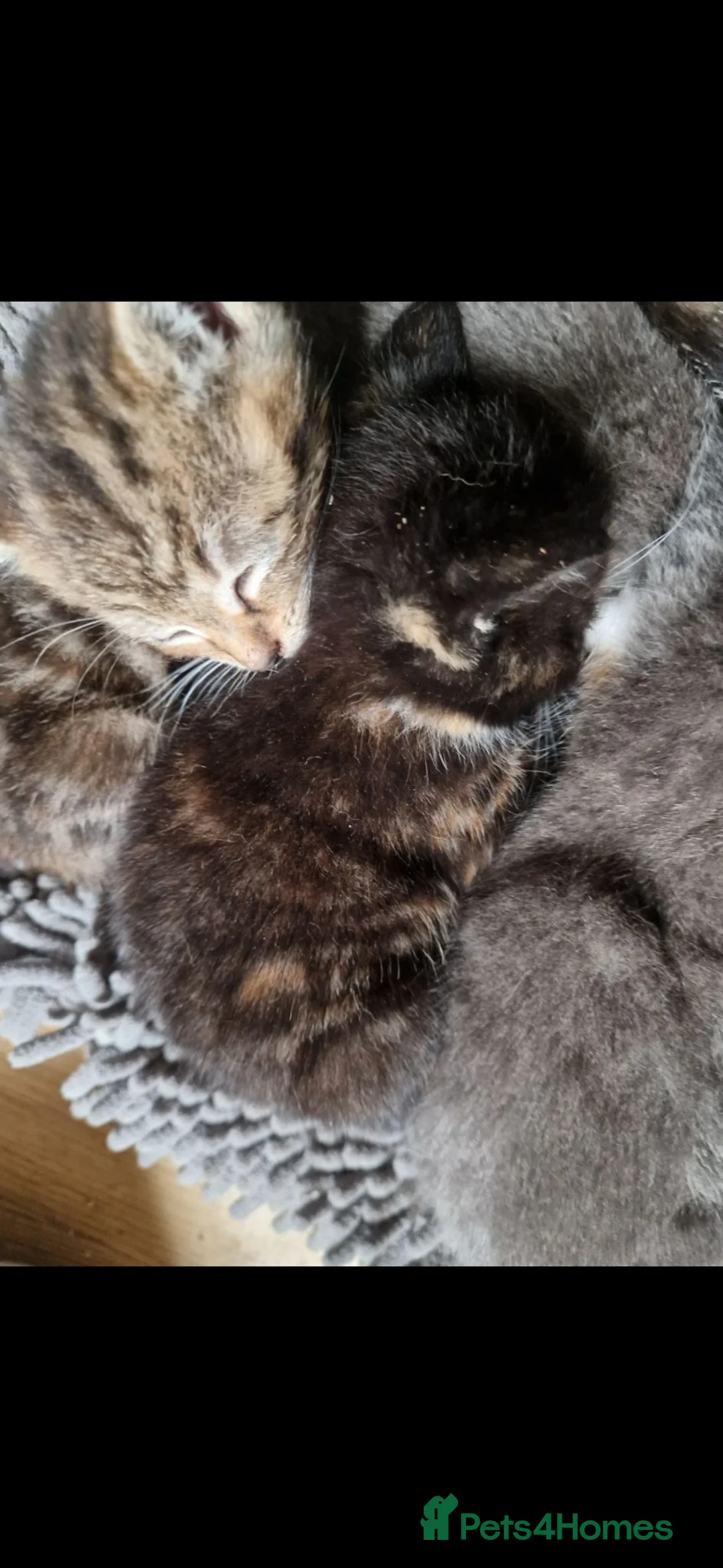 Mixed Breed cats for sale: Mixed bundle of cuties - Advert 2