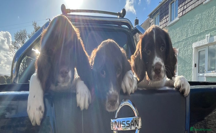 English Springer Spaniel dogs - Advert 14