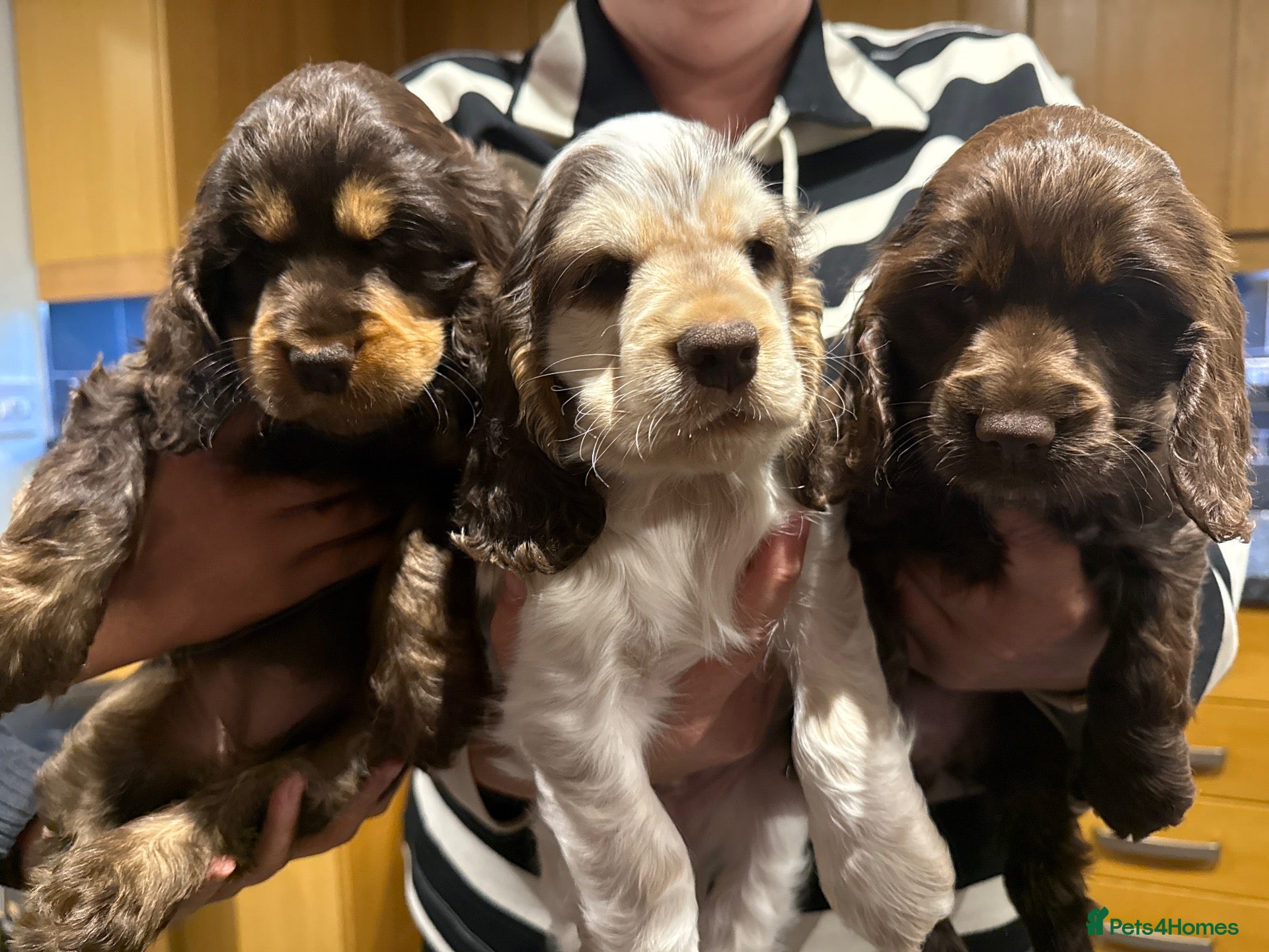 Cocker Spaniel dogs KC registered Show cocker spaniel  - Advert 1