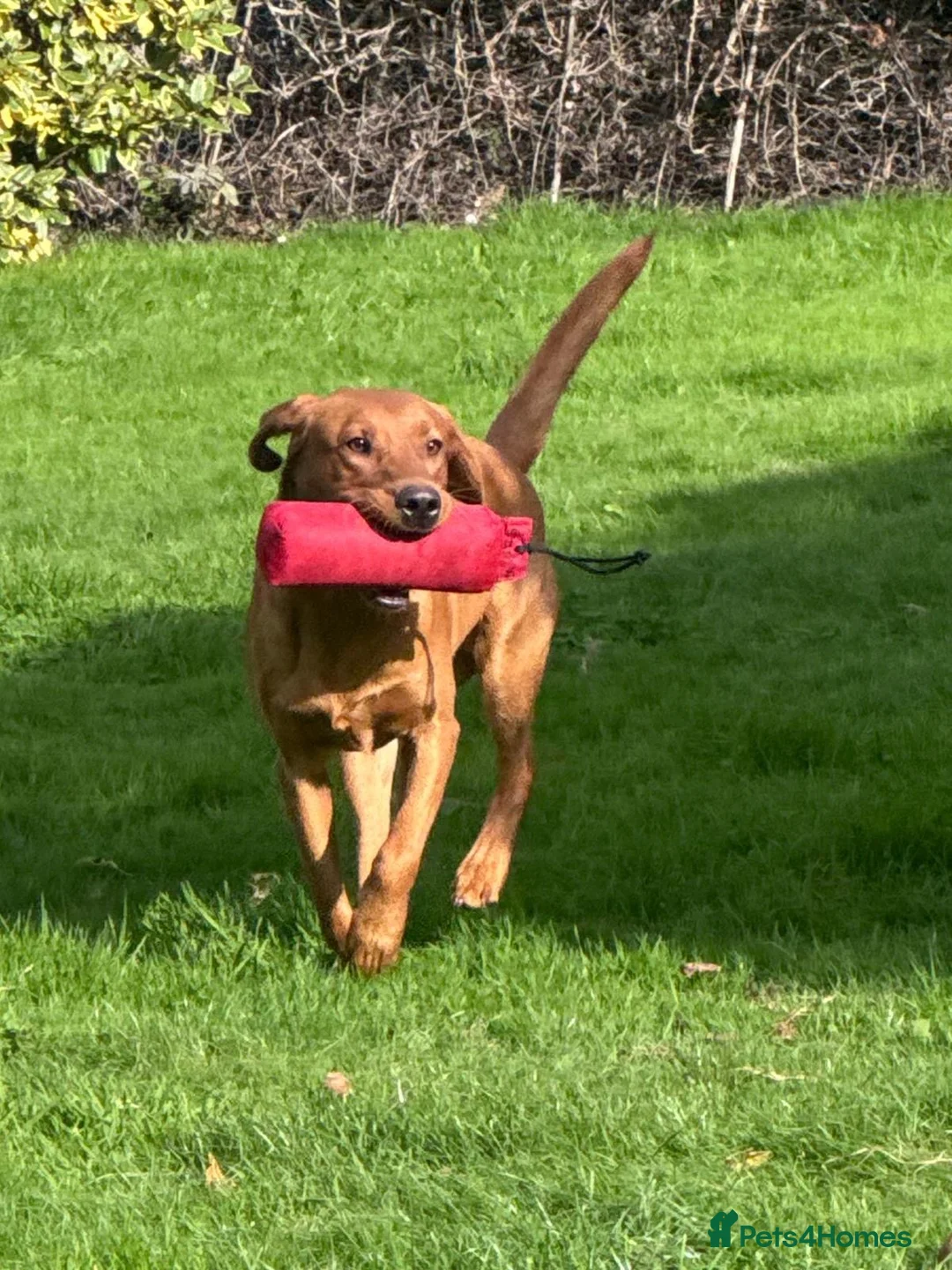 Labrador Retriever dogs for sale: Health tested yellow labrador bitch puppy - Advert 10