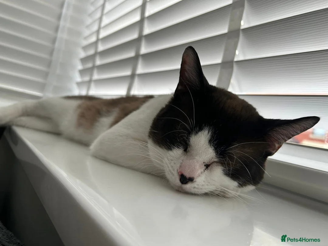 Snowshoe cats for sale: Male SnowShoe needs a forever home - Advert 6