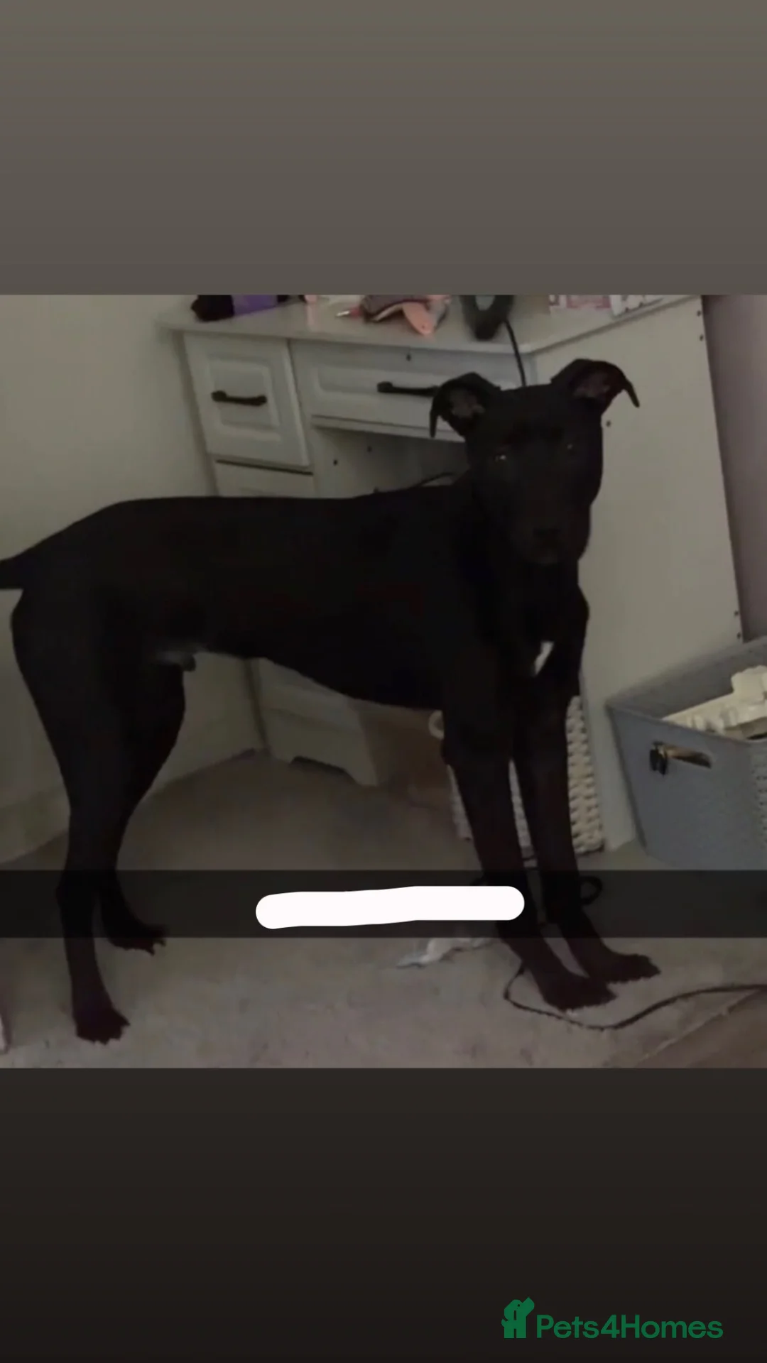 Lurcher dogs for sale: Bleu the lurcher (FREE) read description - Advert 2