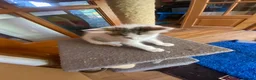 British Shorthair cats for sale: British Short Hair Kitten in Ilford - Advert 5