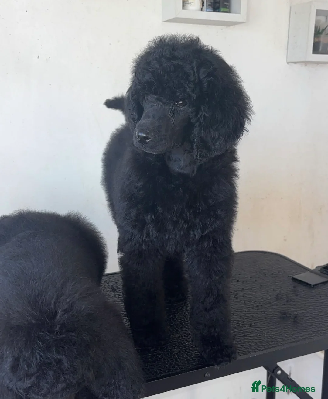 Standard Poodle dogs for sale: ReducedKC Registered standard poodle puppies  - Advert 7