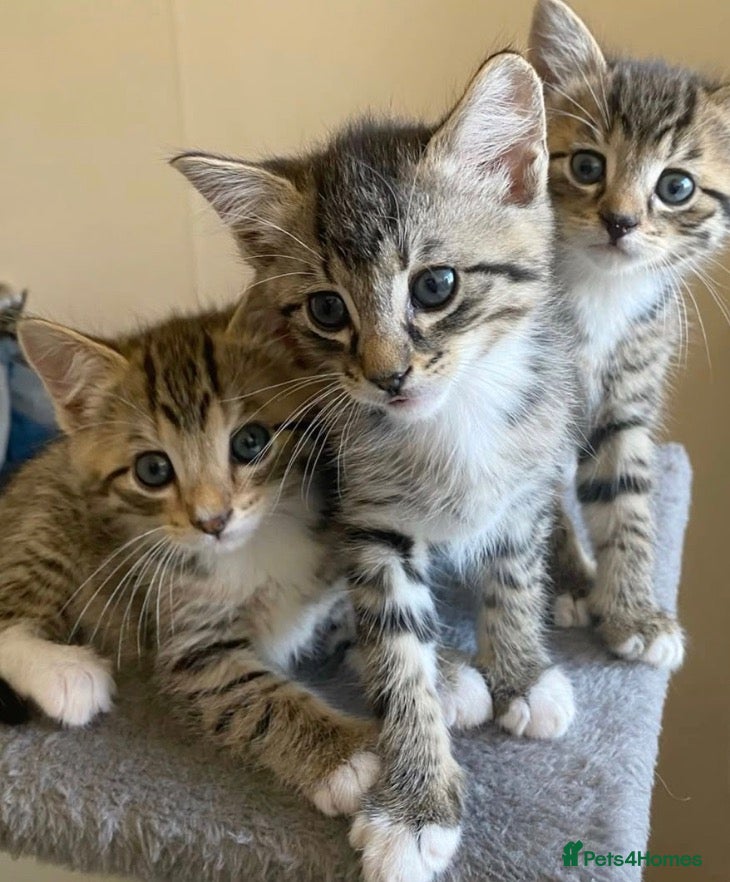 Mixed Breed cats Cute tabby kittens  - Advert 3
