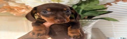 Dachshund dogs for sale: ⭐️LAST BOY AVAILABLE- Mini dachshunds pups⭐️ - Advert 10