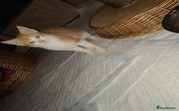 Mixed Breed cats for sale: 2 beautiful girl kittens - Image 3