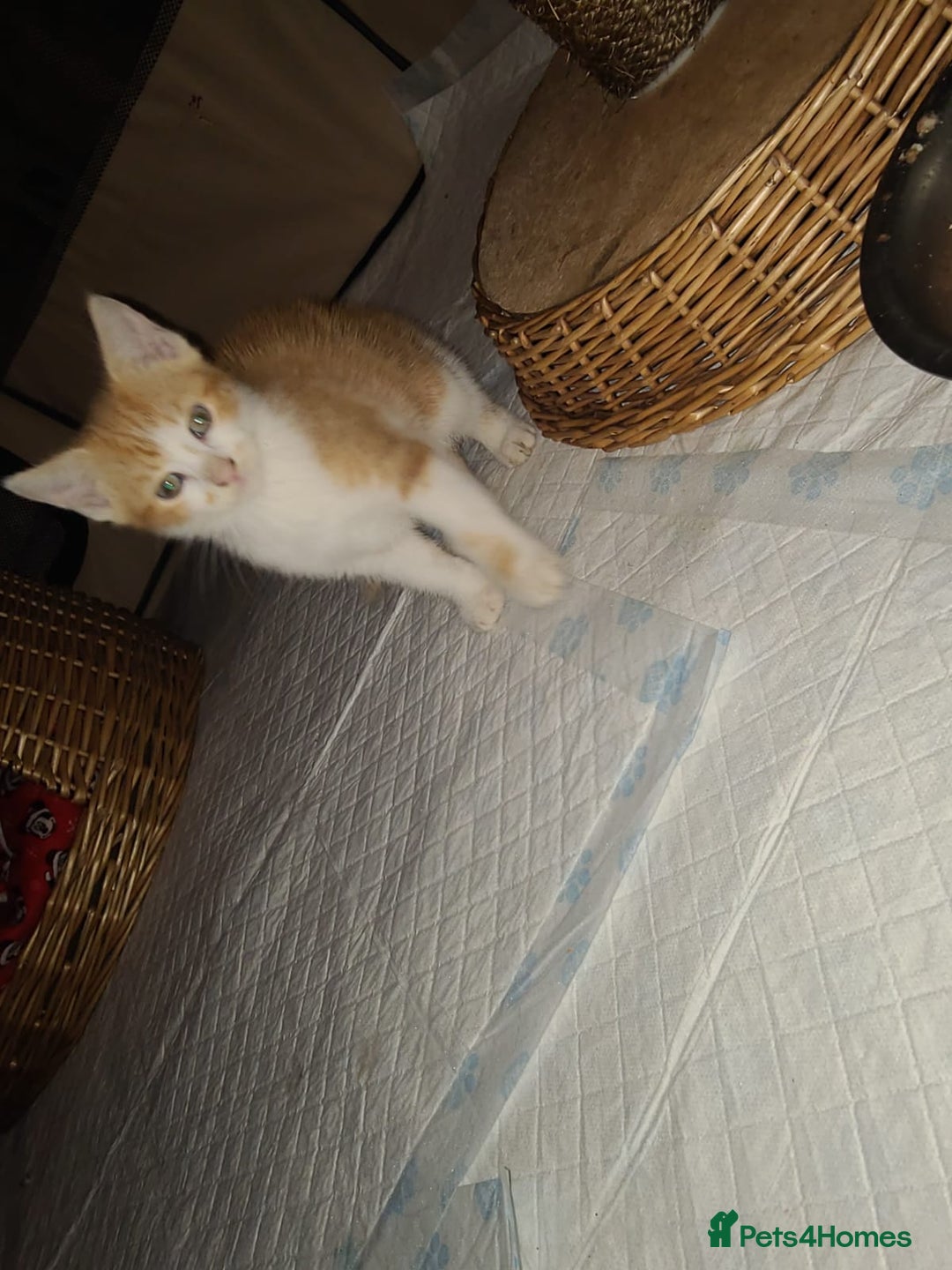 Mixed Breed cats for sale: 2 beautiful girl kittens - Image 3