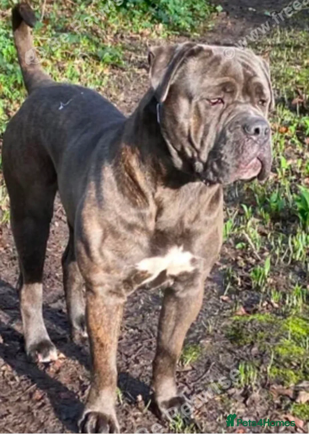 Cane Corso dogs for sale: Male Cane Corso 16 months old.  in Morecambe - Advert 2