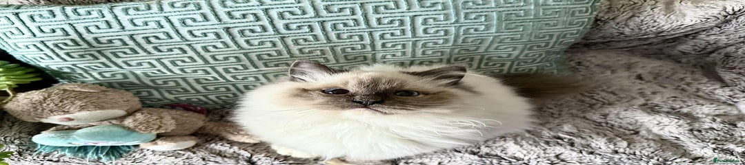Ragdoll Kitten 1