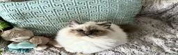 Ragdoll cats for sale: 🐾 adorable ragdoll kittens for sale 🐾  - Advert 12
