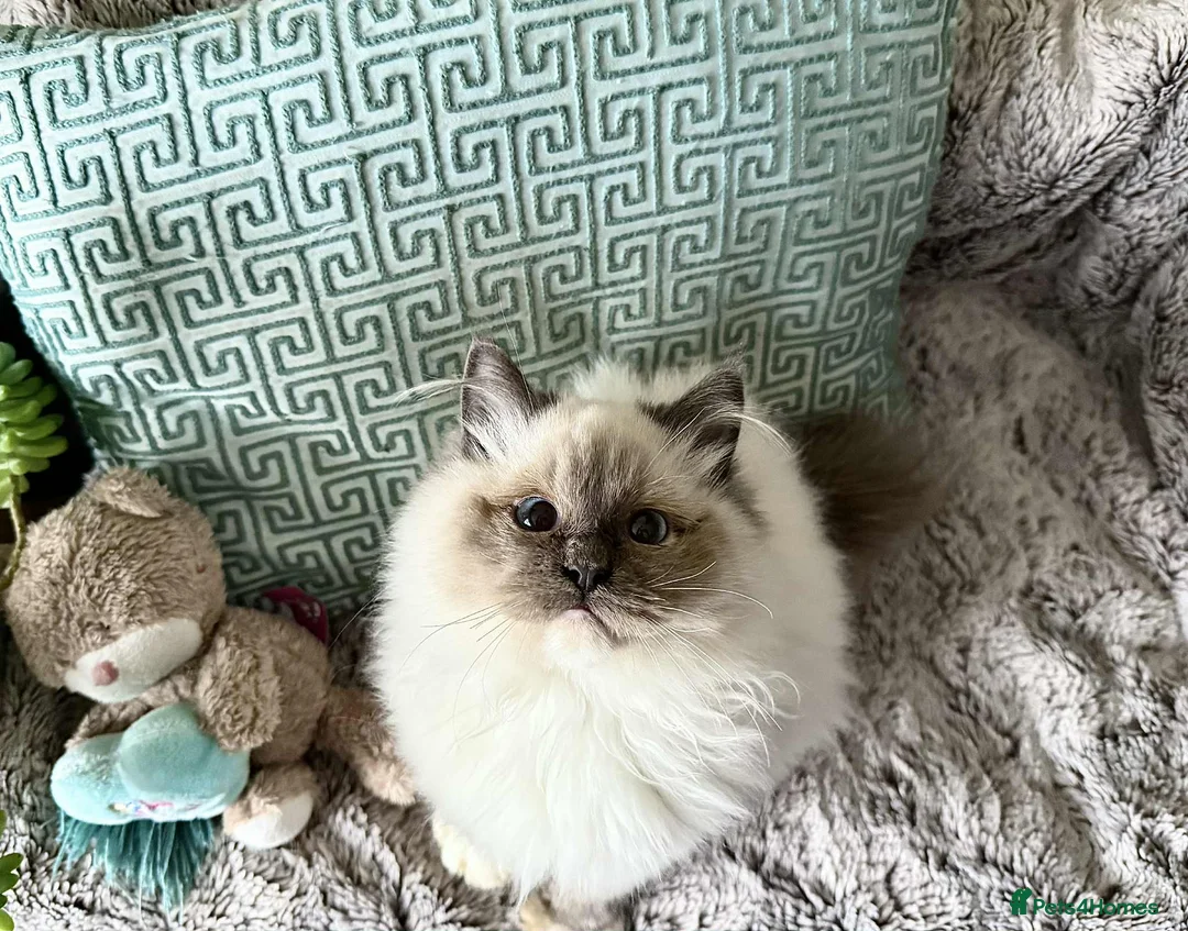 Ragdoll cats for sale: 🐾 adorable ragdoll kittens for sale 🐾  - Advert 12