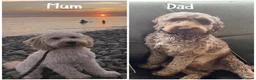 Mixed Breed dogs for sale: Cockerpoo x cavapoochon mix  in Deeside - Advert 1