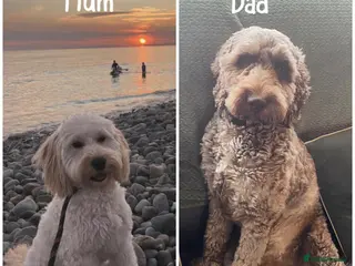 Mixed Breed dogs Cockerpoo x cavapoochon mix - Advert 5